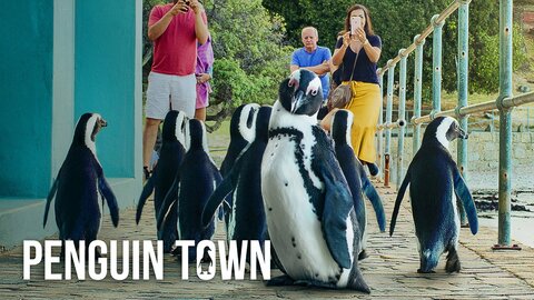 Penguin Town