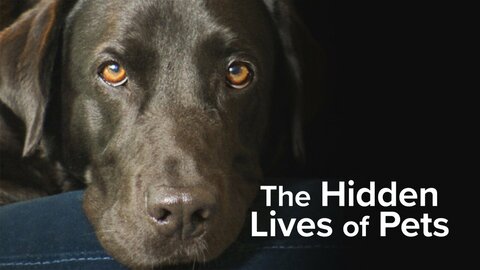 The Hidden Lives of Pets