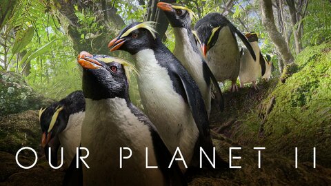 Our Planet II